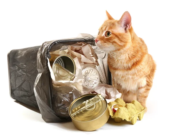 Red cat near inverted garbage basket — Stock Photo, Image