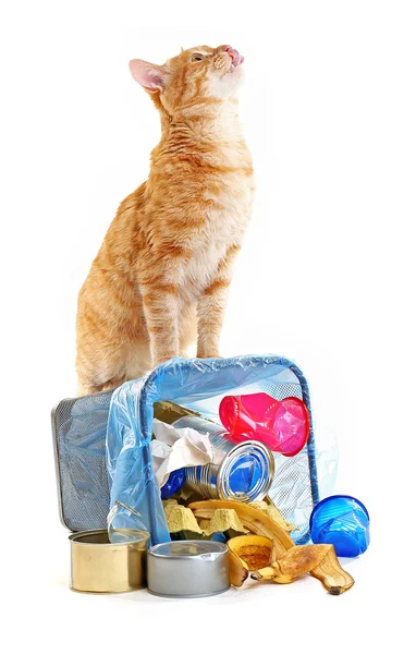 Кошка в перевернутой корзине для мусора — стоковое фото
