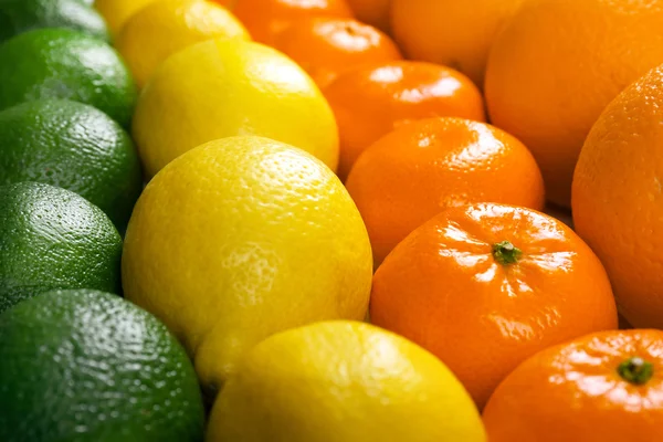 Färgstarka blandade citrusfrukter — Stockfoto