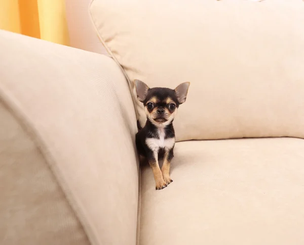 Chihuahua kölyök bézs kanapé — Stock Fotó