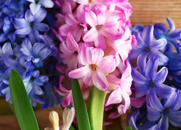 Fresh hyacinth flowers — Stock Photo, Image