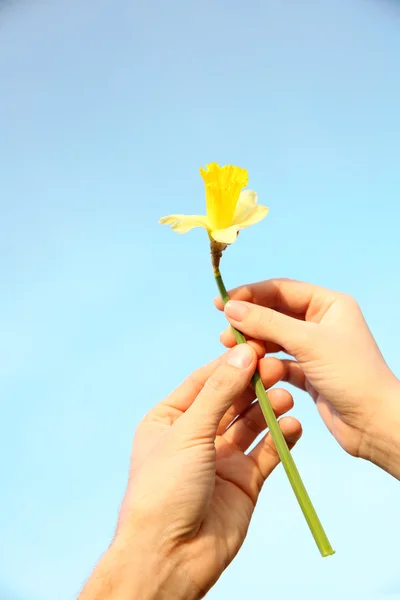 Woman and man hands holding narcissus — Stock Photo, Image