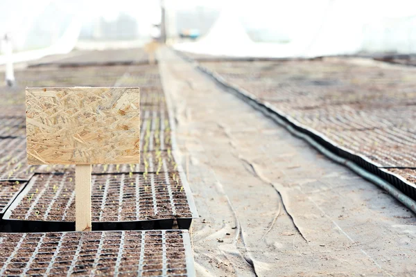 Black trays with soil for seedlings — Stock Photo, Image