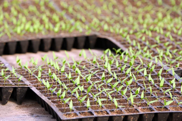 Plantor växter i en svart bricka — Stockfoto