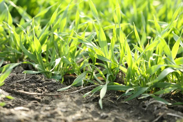 Colorful Green grass — Stock Photo, Image