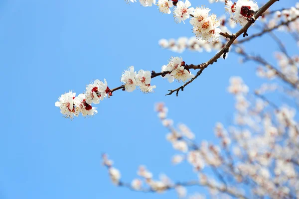 Árvore florescente no céu azul — Fotografia de Stock