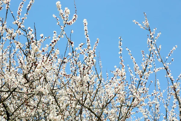 Albero fiorente su cielo blu — Foto Stock