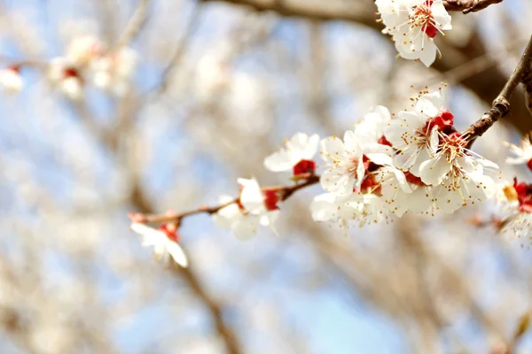 Rama de árbol floreciente — Foto de Stock