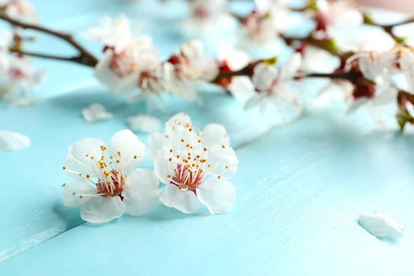 Blooming branch of tree — Stock Photo, Image