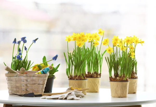 Beautiful narcissus in pots — Stock Photo, Image