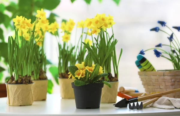 Beautiful narcissus in pots — Stock Photo, Image
