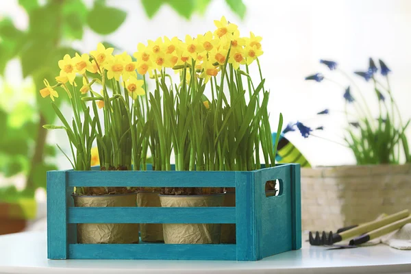 Beautiful narcissus in wooden crate — Stock Photo, Image