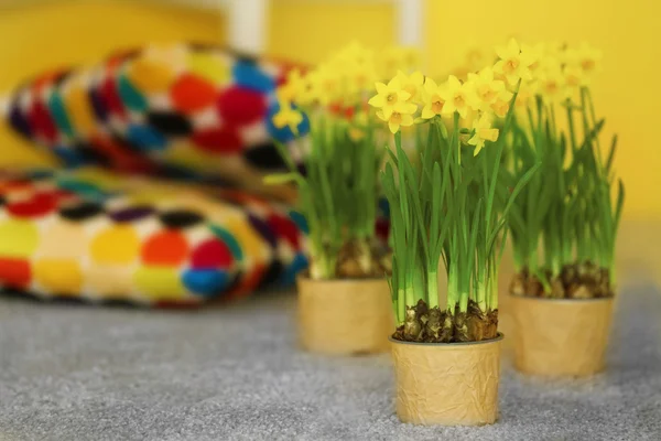 Beautiful narcissus on the floor — Stock Photo, Image