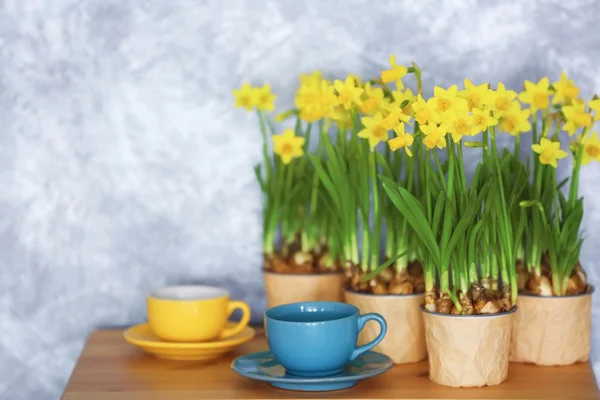 Beautiful narcissus and cups — Stock Photo, Image