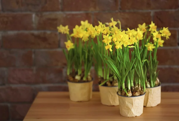 Beautiful narcissus on the table — Stock Photo, Image