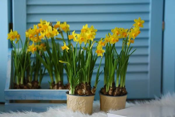 Beautiful narcissus in pots — Stock Photo, Image