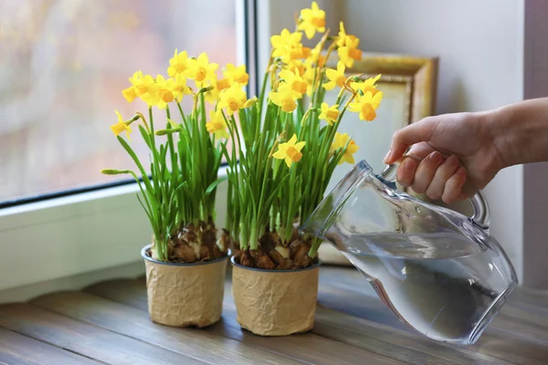 Kvinnan vattning narcissus — Stockfoto