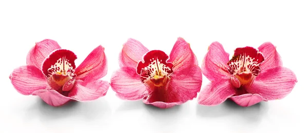 Beautiful pink orchids — Stock Photo, Image