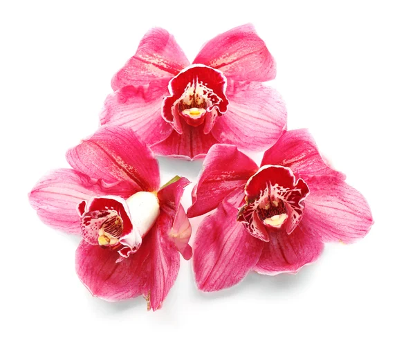 Beautiful pink orchids — Stock Photo, Image