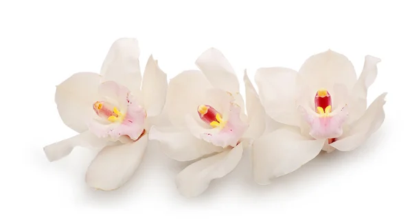 Beautiful white orchids — Stock Photo, Image