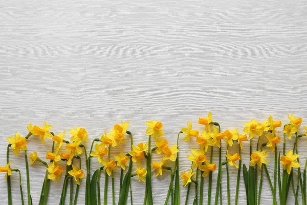 Schöne Narzissenblüten — Stockfoto