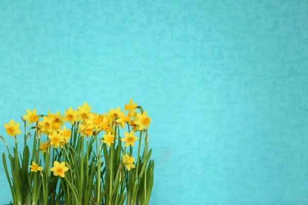 Bloeiende narcissus bloemen — Stockfoto