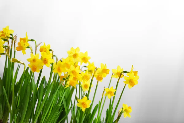 Blooming narcissus flowers — Stock Photo, Image