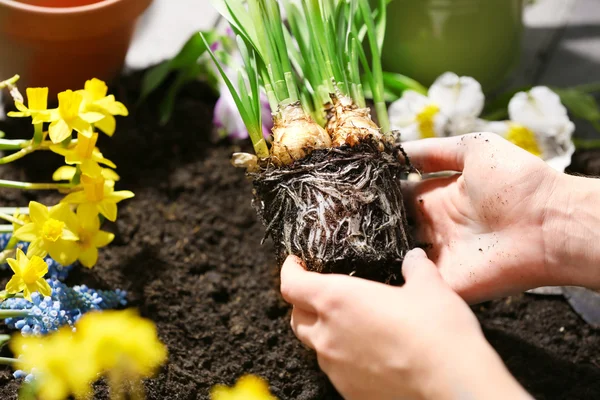 Jardineros manos con plántulas narcisas —  Fotos de Stock