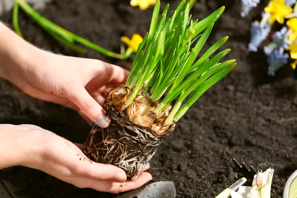 Gardeners hands with narcissus seedling — Stock Photo, Image