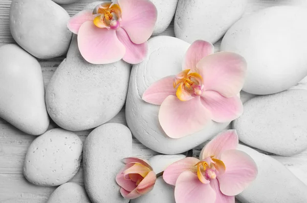 Spa stones and orchid flowers — Stock Photo, Image