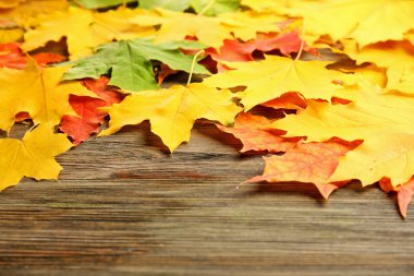 sonbahar yaprakları arka plan