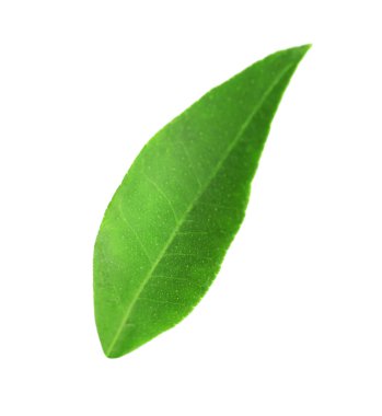 Portakal ağacı yaprak yeşil