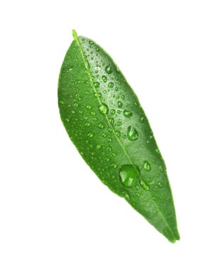 Portakal ağacı yaprak yeşil