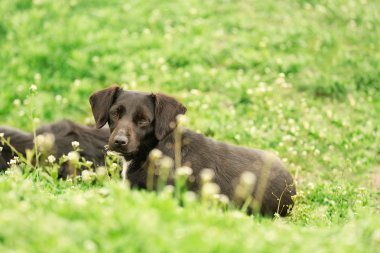 Yeşil çimenlerin üzerinde sevimli köpekler