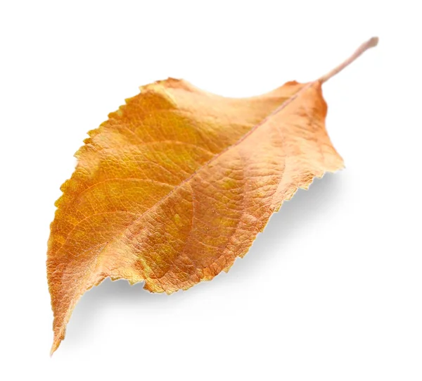 Suchý podzimní list — Stock fotografie