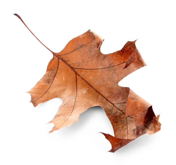 Frunză de toamnă uscată — Fotografie, imagine de stoc
