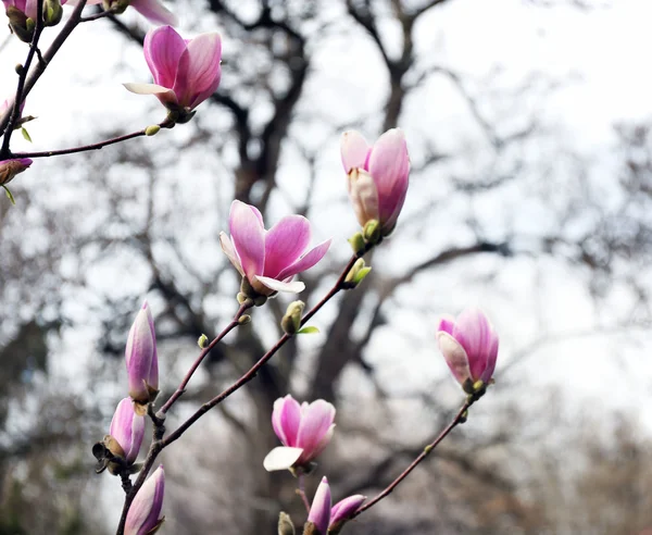 Kwiaty piękne światło różowy magnolia — Zdjęcie stockowe