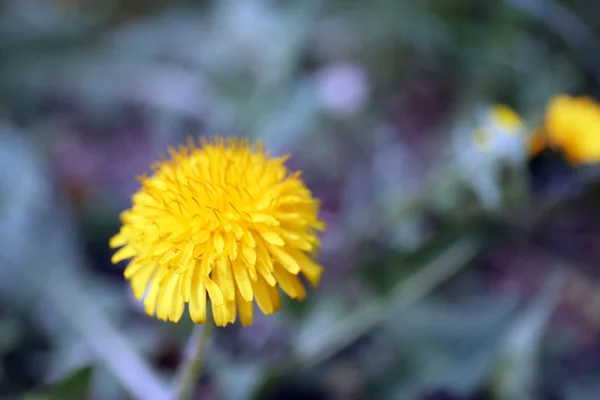 Amarelo dente-de-leão de perto — Fotografia de Stock