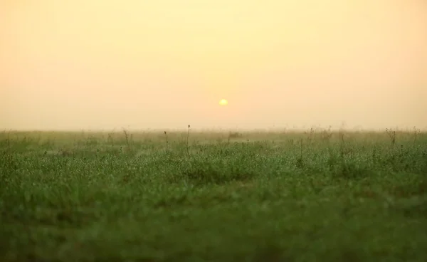 Nebliger Morgen auf dem Feld — Stockfoto