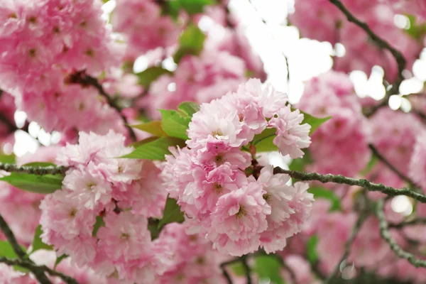 Trädet blommar på nära håll — Stockfoto