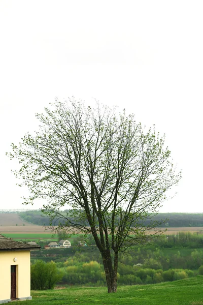 Lonely tree on hill — Stock Photo, Image