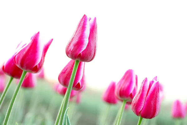Hermosos tulipanes morados —  Fotos de Stock