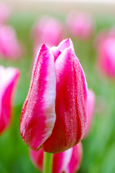 Linda tulipa roxa — Fotografia de Stock