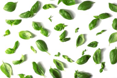 taze fesleğen yaprağı 