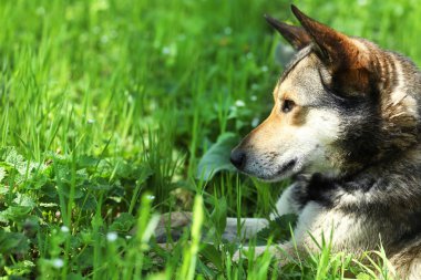 Dog in fresh green grass  clipart