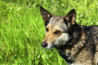Taze yeşil çim köpek 