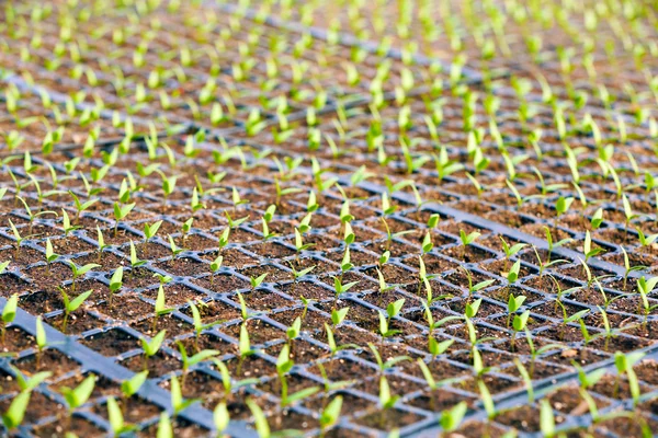 Black trays with soil for seedlings — Stock Photo, Image