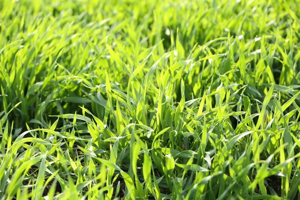 Buntes grünes Gras — Stockfoto