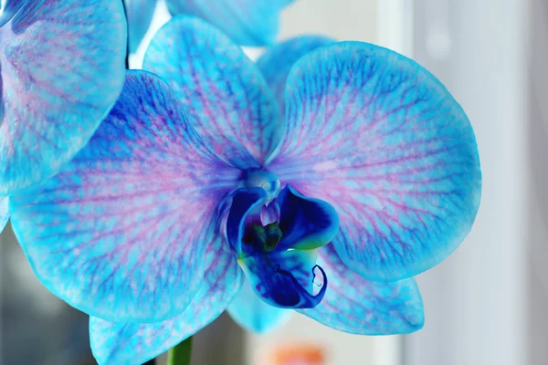 Schöne blaue Orchideenblüten — Stockfoto