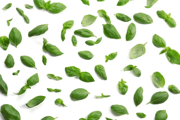 taze fesleğen yaprağı 